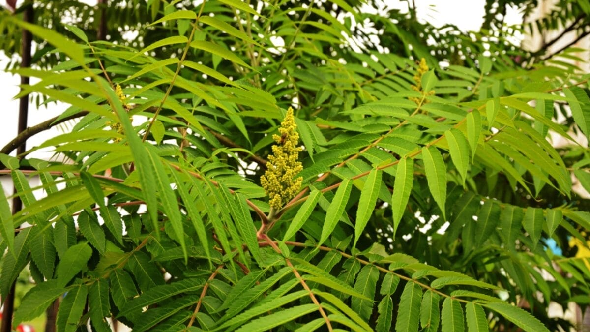 Poison Sumac Identification Guide: How to Stay Safe in Nature 4 Poison Sumac Identification Guide: How to Stay Safe in Nature - sumac recognizing dp298719976
