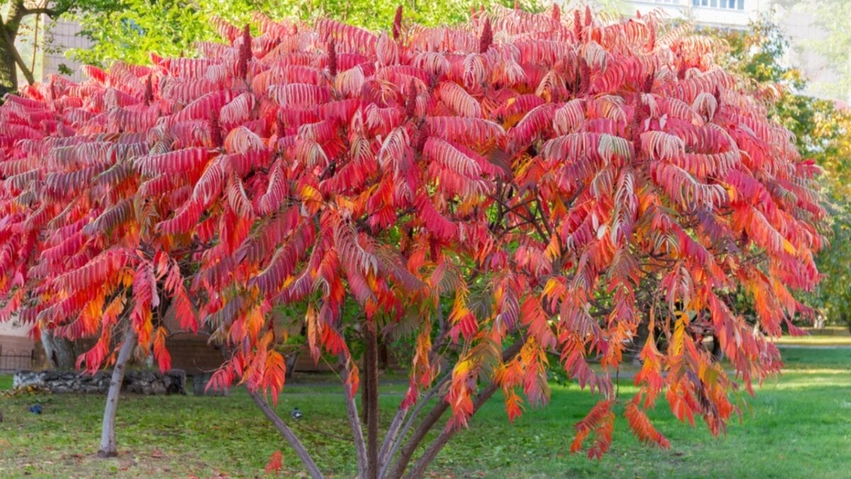 23 Flowering Plants & Herbs That Offer Food for Birds 16 23 Flowering Plants & Herbs That Offer Food for Birds - sumac tree ss1537040729