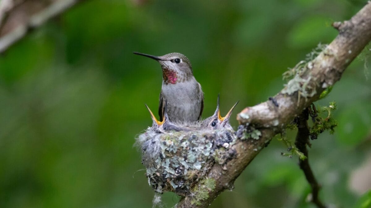 The Secret Lives of Hummingbirds: 8 Interesting Facts Most People Don't Know 8 The Secret Lives of Hummingbirds: 8 Interesting Facts Most People Don't Know - summer season ss1750449293
