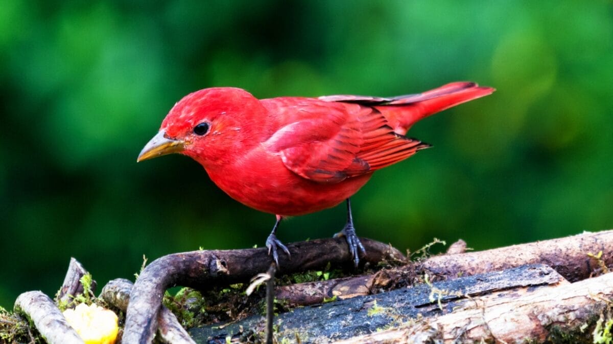 13 Birds with Red Heads You Need to Know About 14 13 Birds with Red Heads You Need to Know About - summer tanager dp387169030