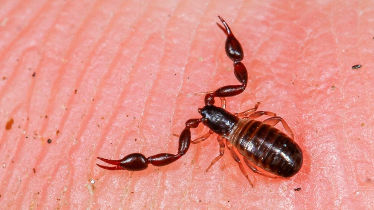 10 Colossal Creatures That Roamed the Earth Before Dinosaurs 4 10 Colossal Creatures That Roamed the Earth Before Dinosaurs - super sized scorpion ss1684243231