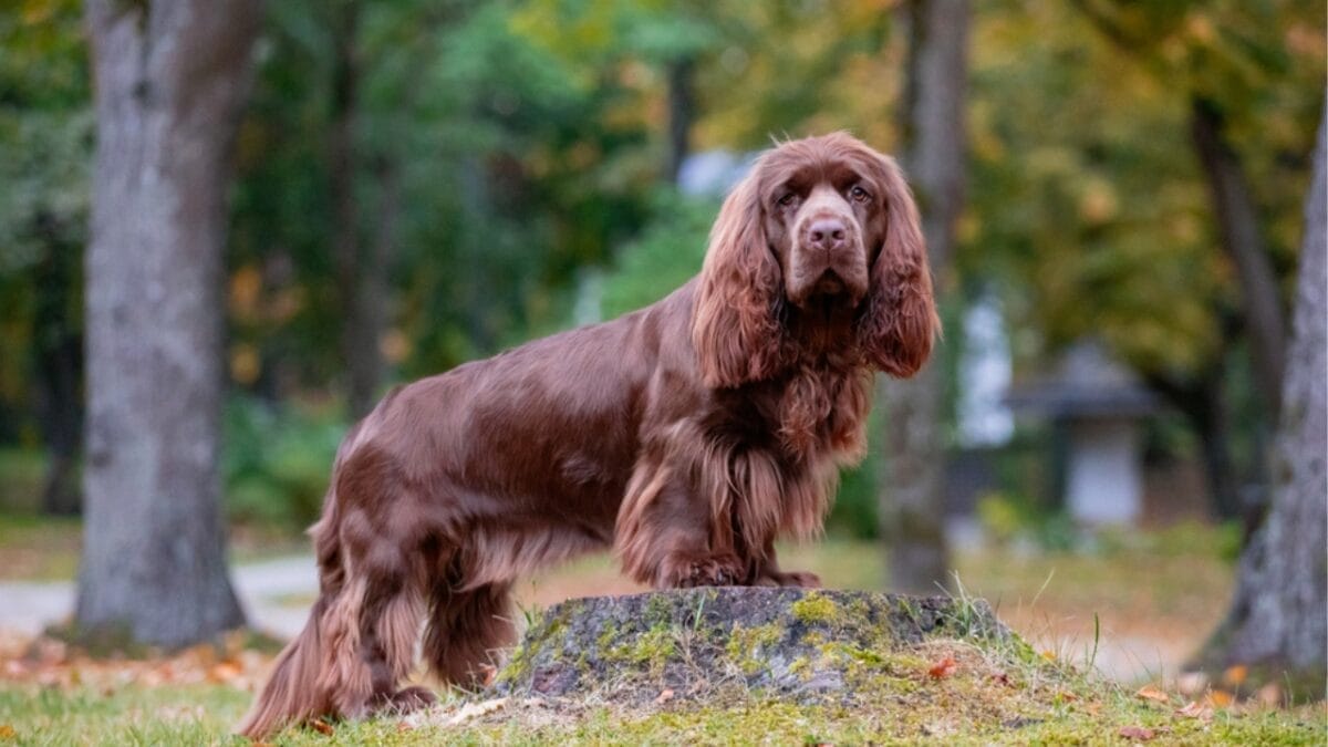 31 Endangered Dog Breeds at Risk of Disappearing 26 31 Endangered Dog Breeds at Risk of Disappearing - sussex spaniel ss1544077751