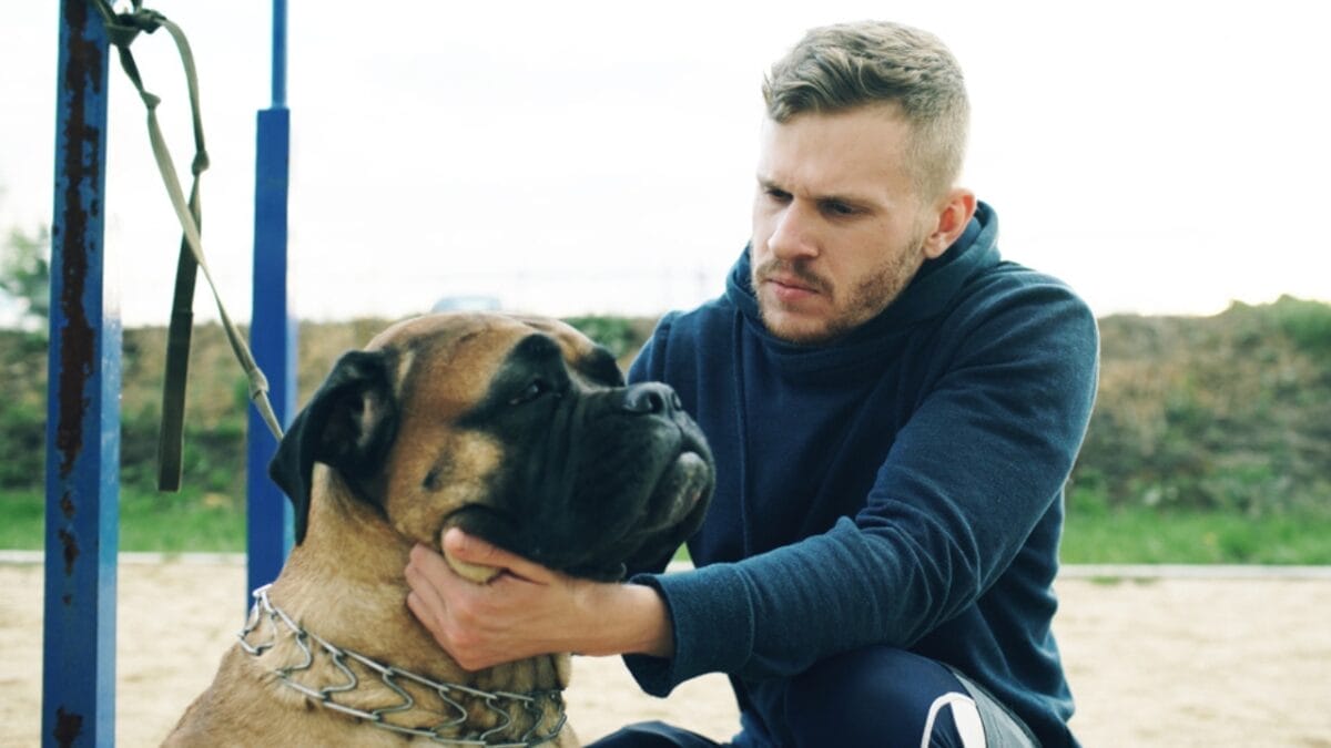 11 Dog Myths People Don't Realize are Wrong - sweet bullmastiff ss773347318