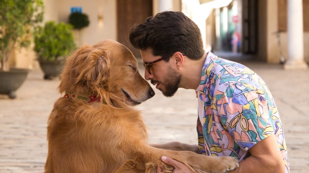 These 17 Dog Breeds are Perfect for Snuggling & Emotional Support - sweet golden retriever ss2205587045