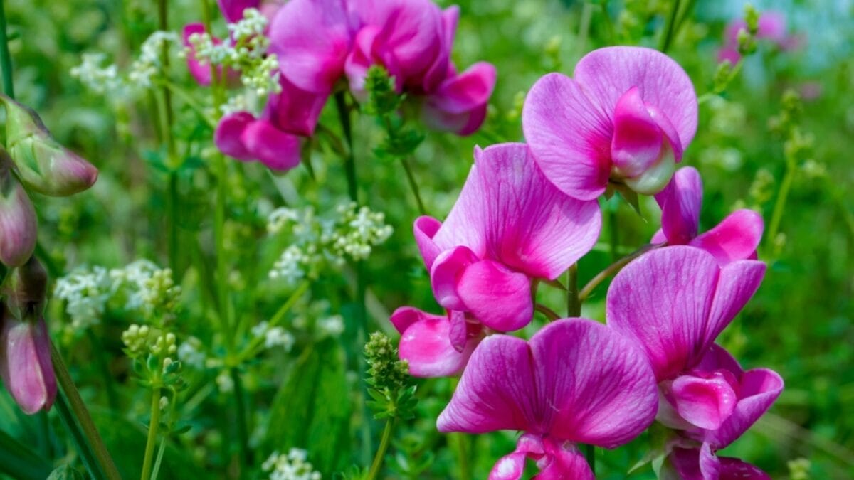 15 Flowering Vines That Beat the Weeds Every Time 11 15 Flowering Vines That Beat the Weeds Every Time - sweet pea ss2073131636
