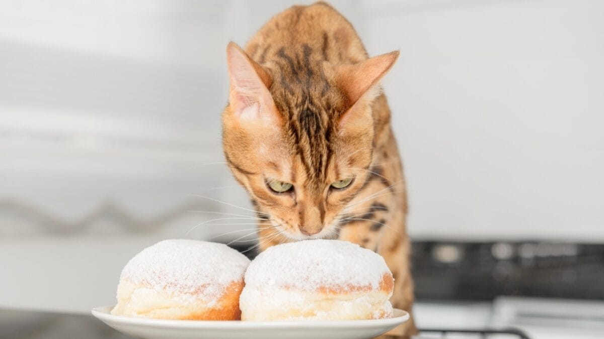 Feline Intuition: Can Cats Really Sense Danger before It Strikes? 4 Feline Intuition: Can Cats Really Sense Danger before It Strikes? - sweet tooth cats ss2167411457