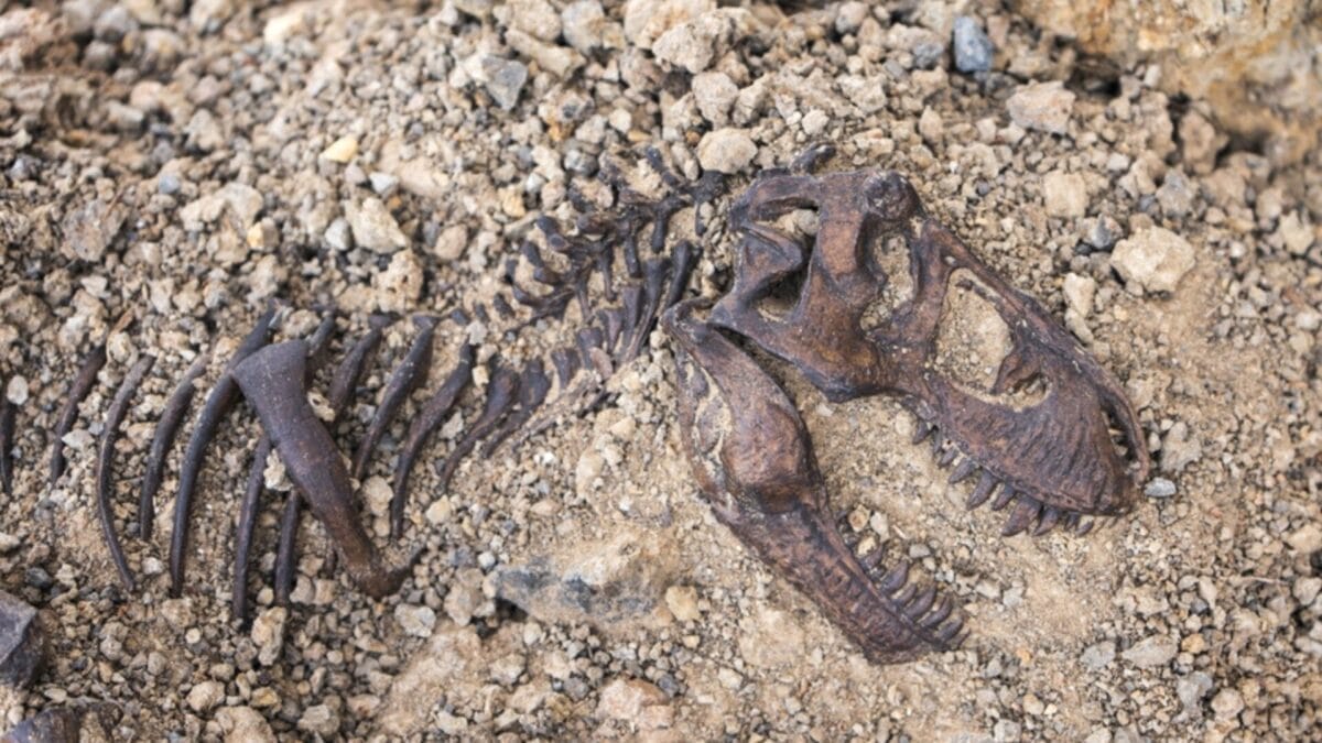 Beyond Jurassic Park: 12 Little-Known Facts About the Real T-Rex 10 Beyond Jurassic Park: 12 Little-Known Facts About the Real T-Rex - t rex fossil in rocks ss2263443097