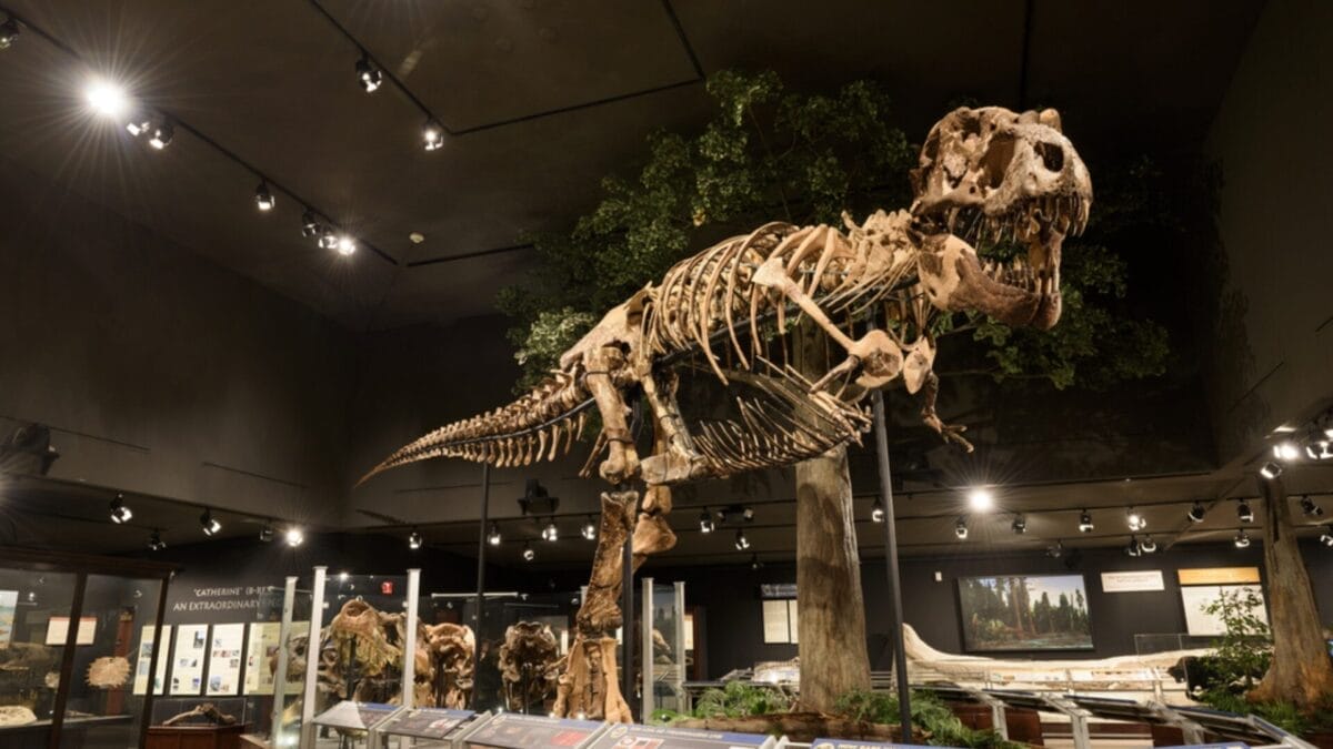 Scientists Revise Theories on T. rex Once Again Based on New Research 6 Scientists Revise Theories on T. rex Once Again Based on New Research - t rex in museum ss682667344