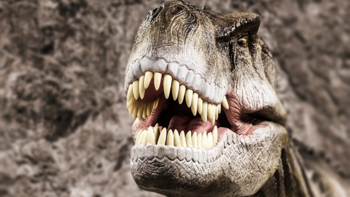 Beyond Jurassic Park: 12 Little-Known Facts About the Real T-Rex 8 Beyond Jurassic Park: 12 Little-Known Facts About the Real T-Rex - t rex teeth replacing ss102035362