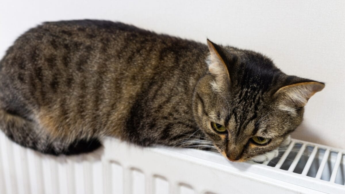 10 Signs Your Cat Might Be Holding a Grudge Against You 11 10 Signs Your Cat Might Be Holding a Grudge Against You - tabby mix cat ss2413107101