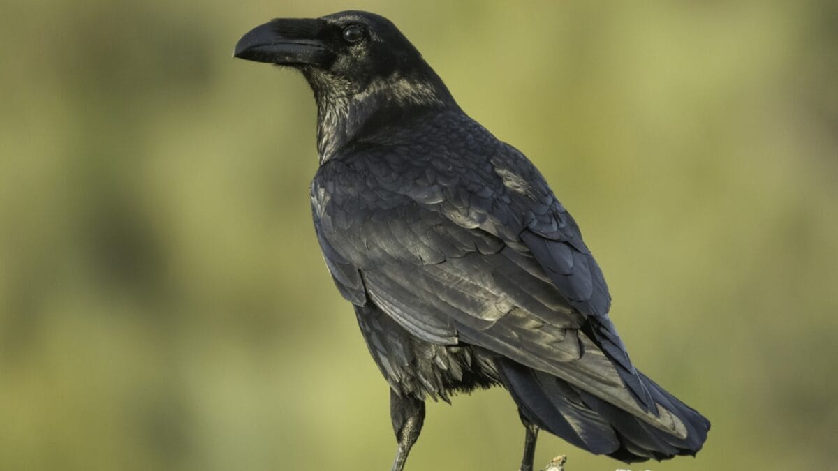 10 Ways to Tell Crows & Ravens Apart 3 10 Ways to Tell Crows & Ravens Apart - tail feathers ss368647595