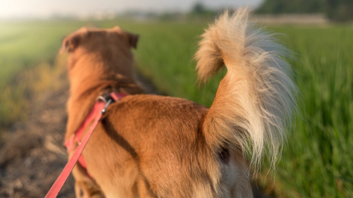 Descartes Was Wrong: 9 Signs Your Dog Can Feel Happiness 2 Descartes Was Wrong: 9 Signs Your Dog Can Feel Happiness - tail wag of dog ss1872531151