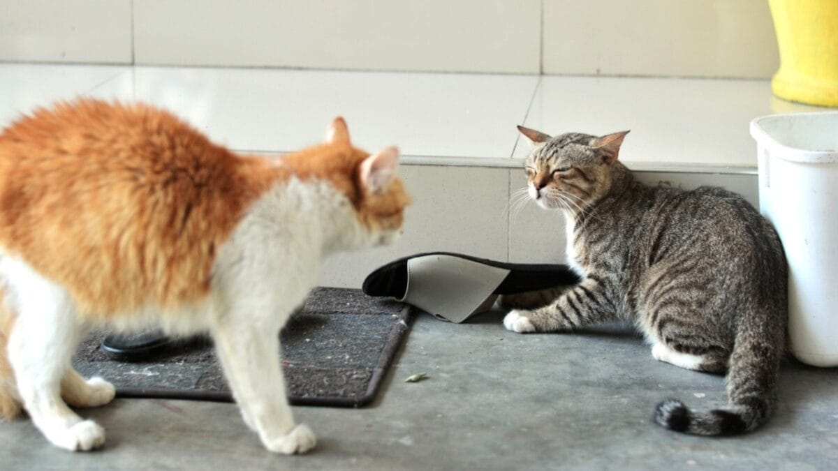 10 Reasons Your Cat Meows: What They're Really Saying 11 10 Reasons Your Cat Meows: What They're Really Saying - talkative cat ss2033122118