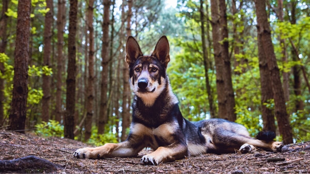 13 Wolf Dog Breeds Known for Their Wild Beauty 4 13 Wolf Dog Breeds Known for Their Wild Beauty - tamaskan in deep forest ss2235622883