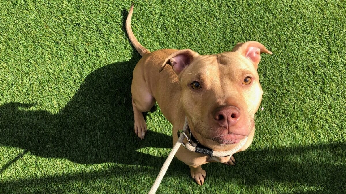 11 Rare & Unique Pitbull Colors Most Have Never Seen 11 11 Rare & Unique Pitbull Colors Most Have Never Seen - tan pitbull ss1677933385