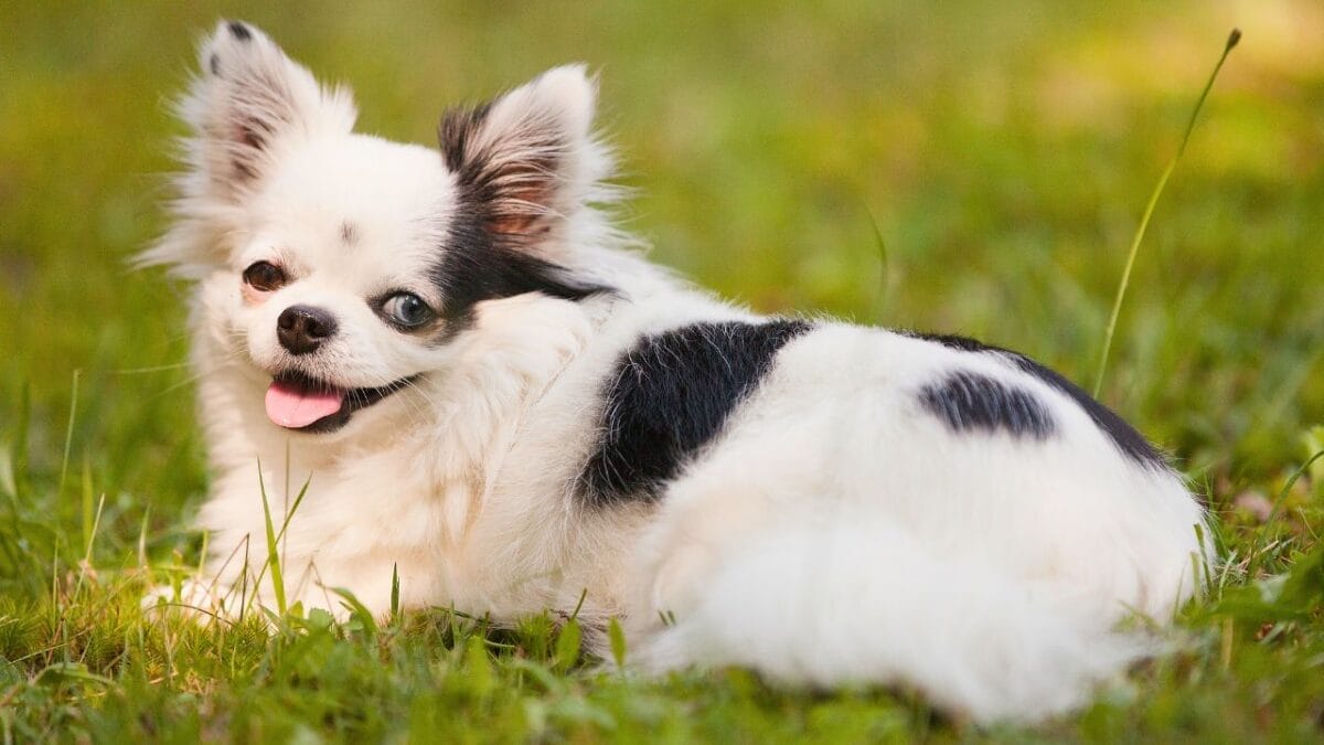 7 Different Types of Chihuahua Breeds Most People Don't Know About 4 7 Different Types of Chihuahua Breeds Most People Don't Know About - teacup chihuahua ss2421344097 1