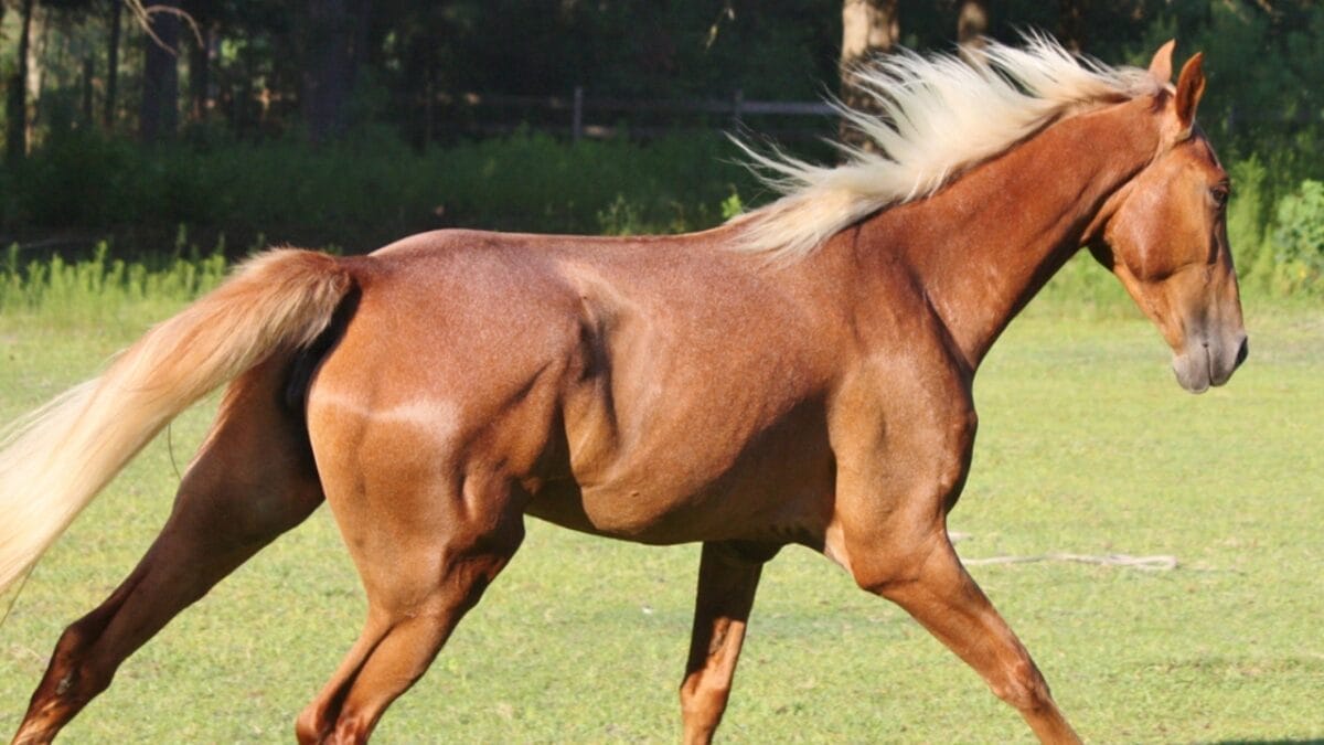 The 15 Most Desired Horse Breeds for Those Who Love to Ride - tennessee walking horse ss1534226603