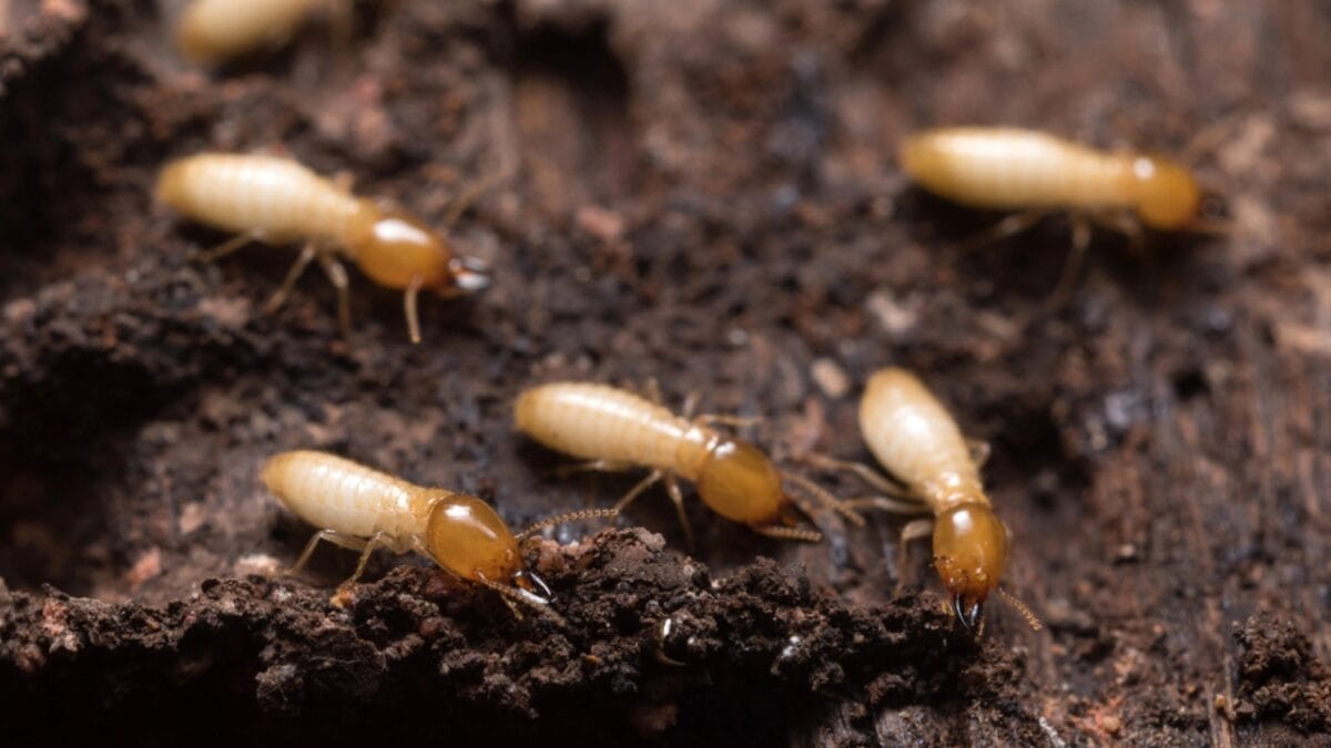10 Nest Builders That Aren’t Birds —Meet Nature’s Unexpected Architects 7 10 Nest Builders That Aren’t Birds —Meet Nature’s Unexpected Architects - termite in soil dp91413396