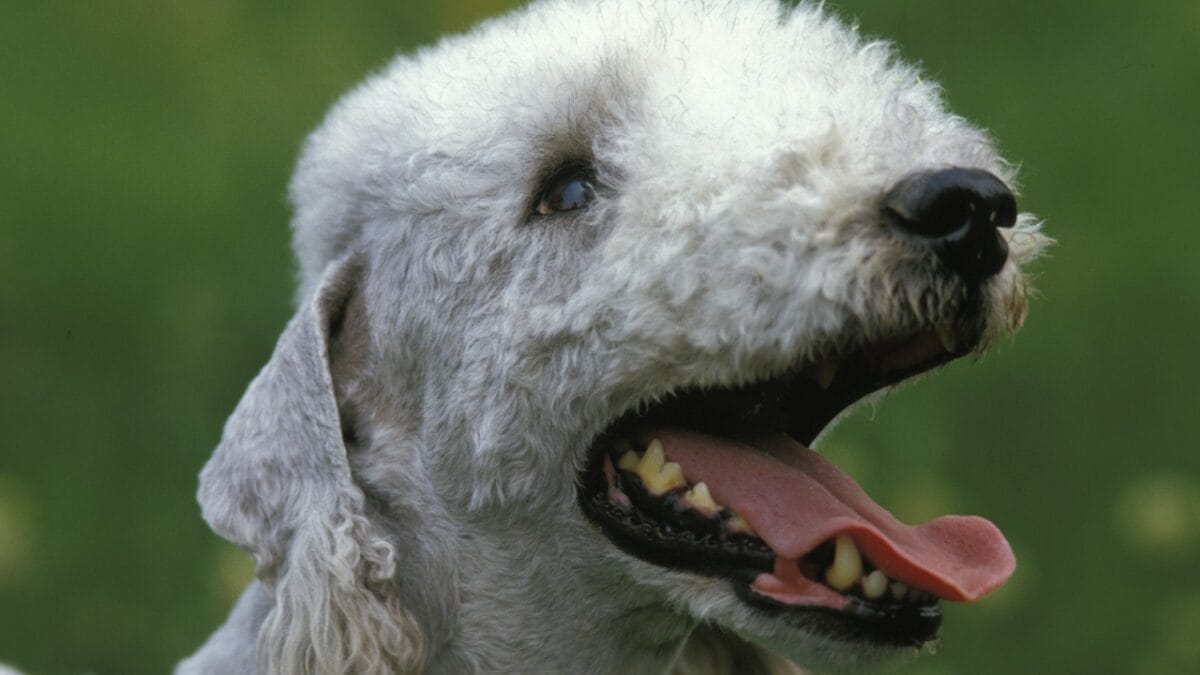 10 Bedlington Terrier Secrets Only True Dog Lovers Know 4 10 Bedlington Terrier Secrets Only True Dog Lovers Know - terrier dog bark dp348256394
