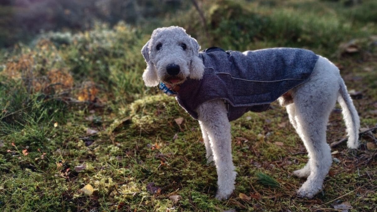 10 Bedlington Terrier Secrets Only True Dog Lovers Know 7 10 Bedlington Terrier Secrets Only True Dog Lovers Know - terrier dog in mountain dp654166032