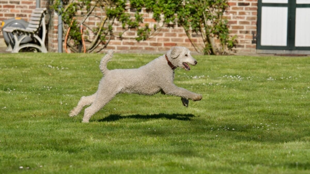 10 Bedlington Terrier Secrets Only True Dog Lovers Know 3 10 Bedlington Terrier Secrets Only True Dog Lovers Know - terrier dog running dp586912910