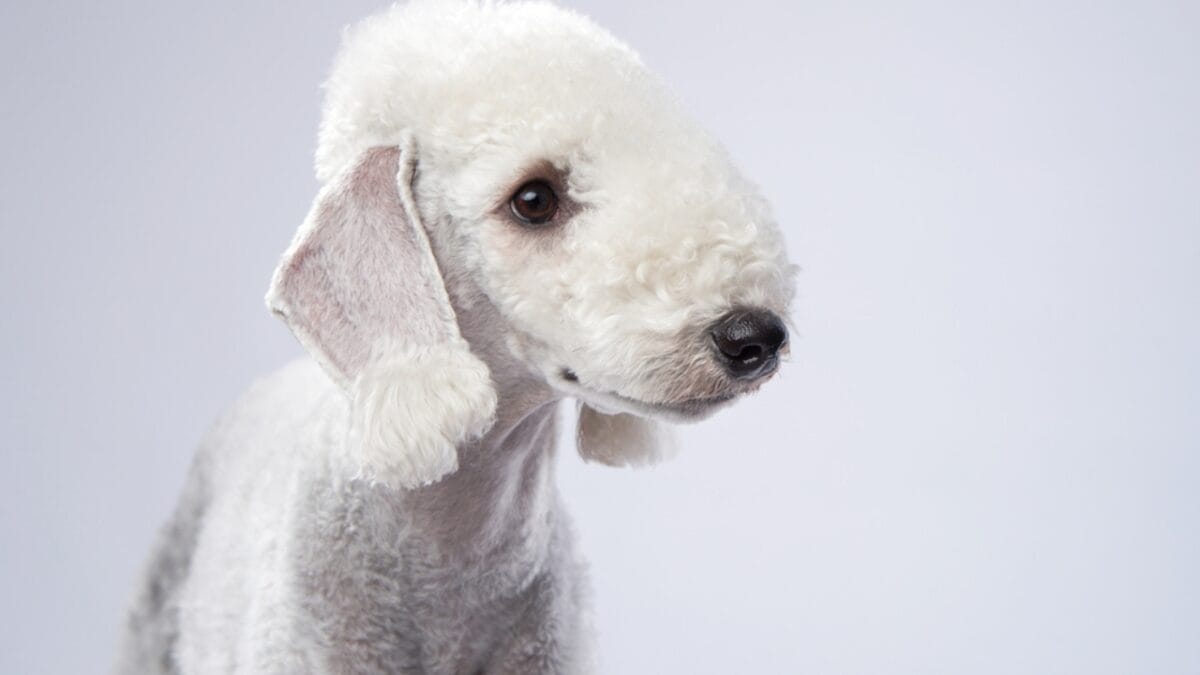 10 Bedlington Terrier Secrets Only True Dog Lovers Know 5 10 Bedlington Terrier Secrets Only True Dog Lovers Know - terrier dog side white dp481206510