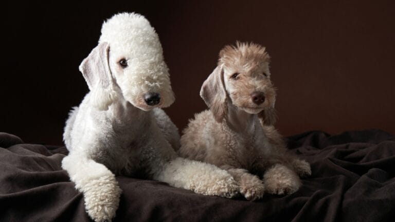 10 Bedlington Terrier Secrets Only True Dog Lovers Know 8 10 Bedlington Terrier Secrets Only True Dog Lovers Know - terrier dog two studio dp488481178