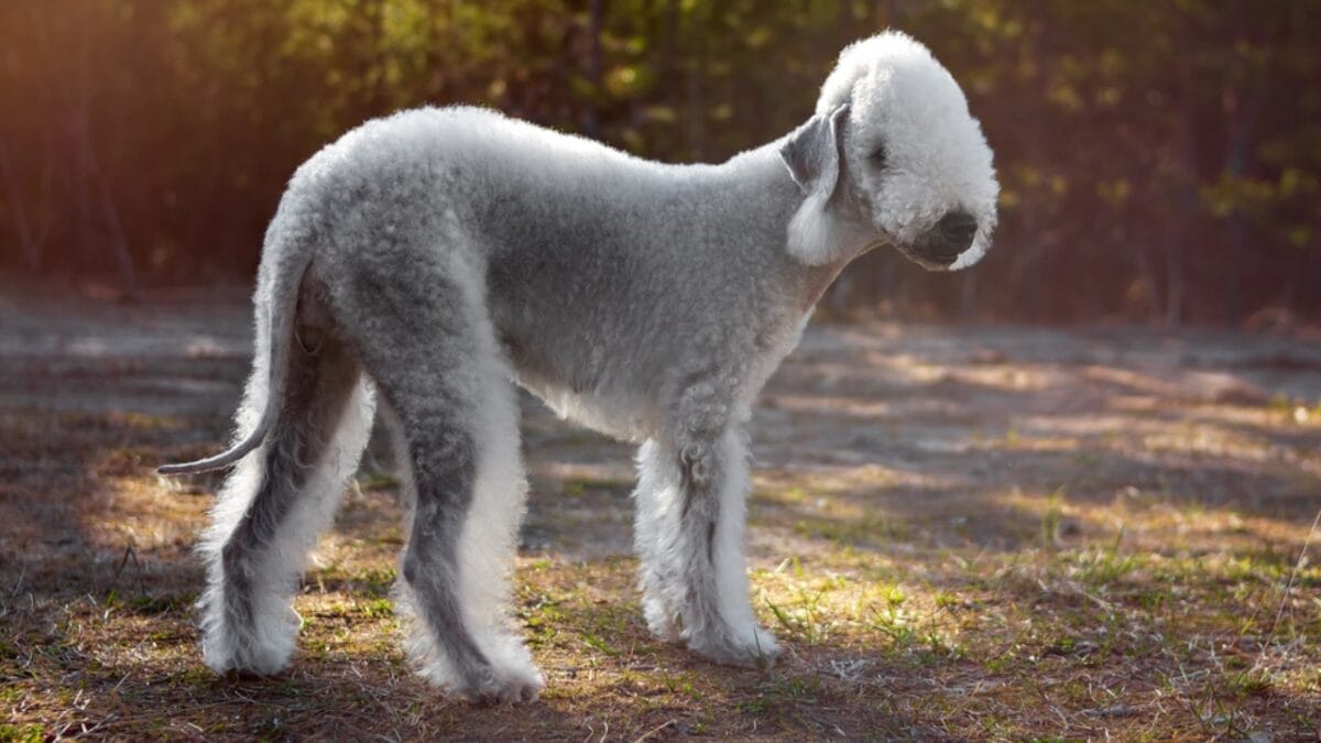 10 Bedlington Terrier Secrets Only True Dog Lovers Know 8 10 Bedlington Terrier Secrets Only True Dog Lovers Know - terrier dog white standing dp519511278