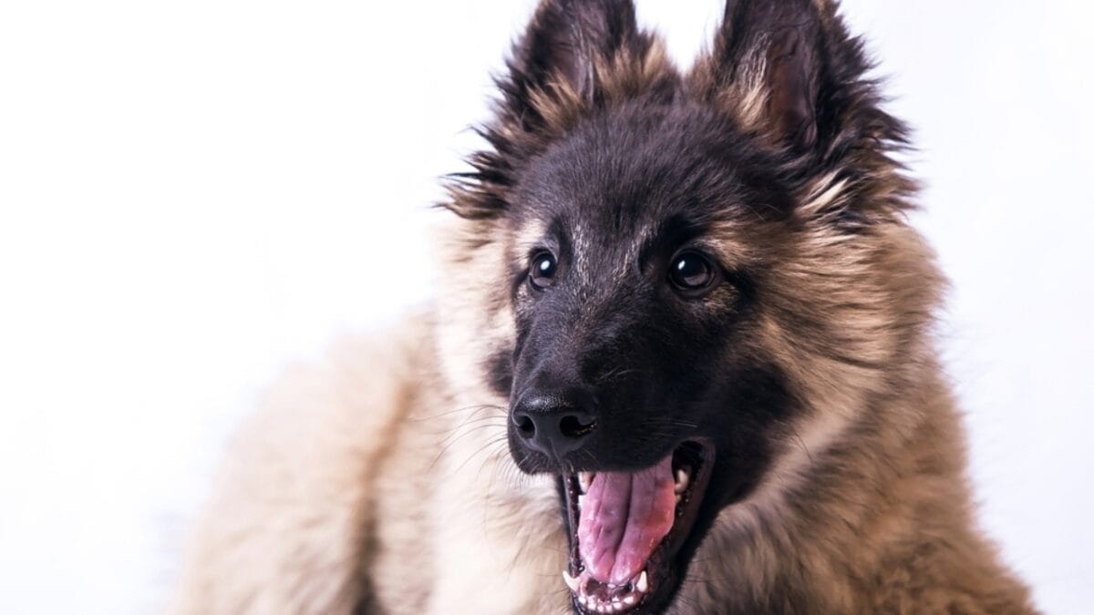 12 strange dog behaviors explained by science 13 12 strange dog behaviors explained by science - tervuren dog closeup mouth ss428740552