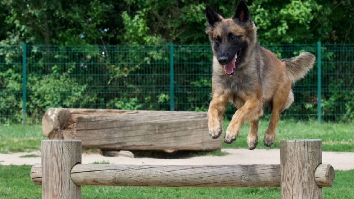 10 Little-Known Facts About Belgian Tervuren Dogs 8 10 Little-Known Facts About Belgian Tervuren Dogs - tervuren dog jumping ss2327789301
