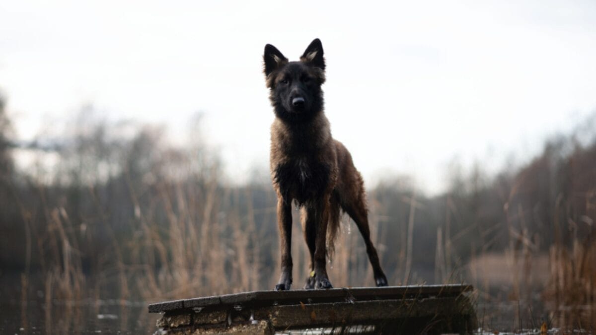 10 Little-Known Facts About Belgian Tervuren Dogs 9 10 Little-Known Facts About Belgian Tervuren Dogs - tervuren dog on wood river ss1575922507