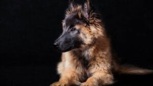10 Little-Known Facts About Belgian Tervuren Dogs 1 10 Little-Known Facts About Belgian Tervuren Dogs - tervuren dog side black ss440300245