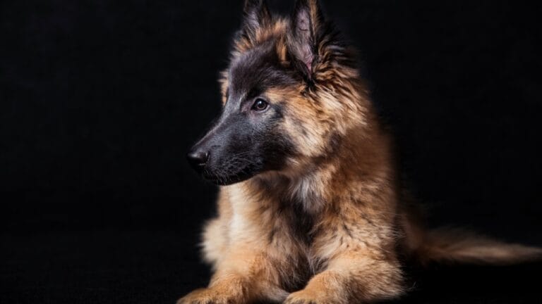 10 Little-Known Facts About Belgian Tervuren Dogs 9 10 Little-Known Facts About Belgian Tervuren Dogs - tervuren dog side black ss440300245