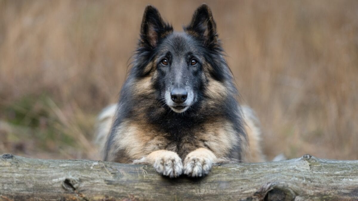 10 Little-Known Facts About Belgian Tervuren Dogs 5 10 Little-Known Facts About Belgian Tervuren Dogs - tervuren dog sitting branch ss2224450479