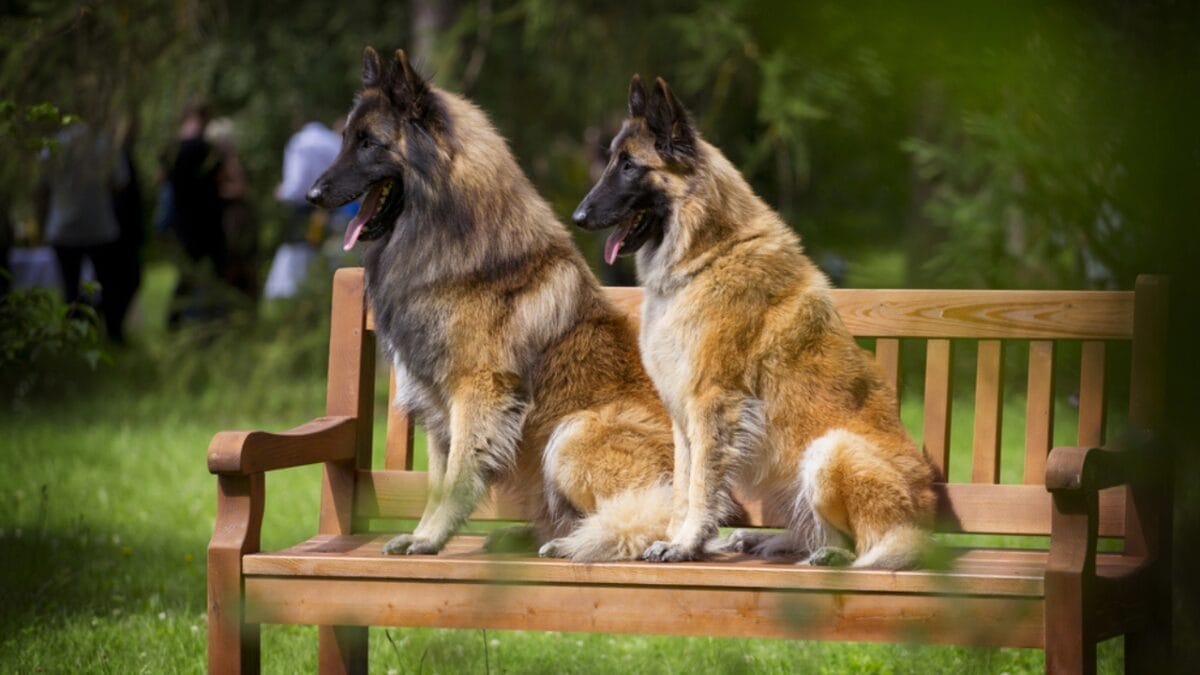 10 Little-Known Facts About Belgian Tervuren Dogs 6 10 Little-Known Facts About Belgian Tervuren Dogs - tervuren dog sitting on bench ss760410313