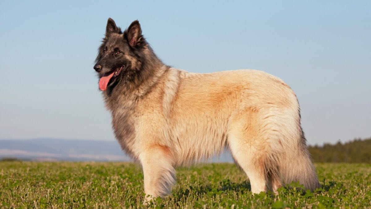 10 Little-Known Facts About Belgian Tervuren Dogs 11 10 Little-Known Facts About Belgian Tervuren Dogs - tervuren dog standing grass ss539219161