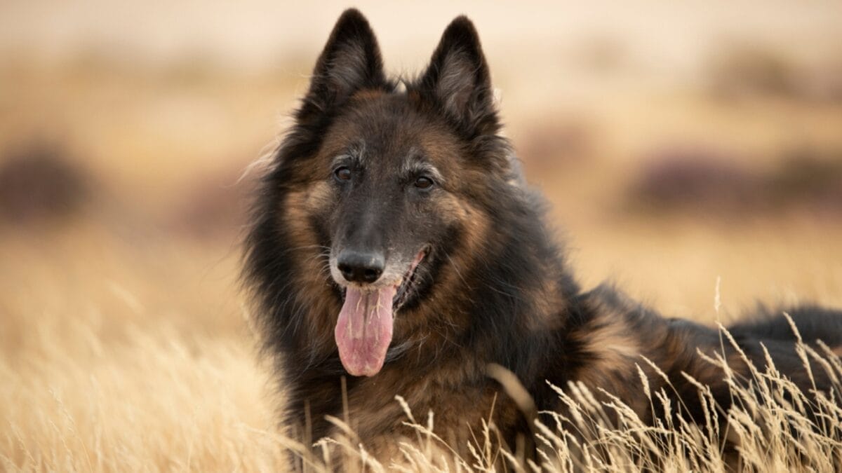 10 Little-Known Facts About Belgian Tervuren Dogs 3 10 Little-Known Facts About Belgian Tervuren Dogs - tervuren dog tongue looking ss1204509070