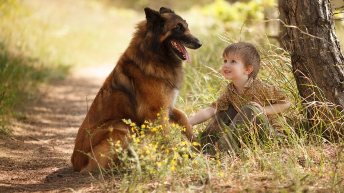 10 Little-Known Facts About Belgian Tervuren Dogs 7 10 Little-Known Facts About Belgian Tervuren Dogs - tervuren dog with child ss1086172652