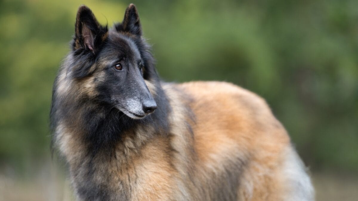 15 Dogs That Look Strikingly Similar to German Shepherds 5 15 Dogs That Look Strikingly Similar to German Shepherds - tervuren dog woods looking side ss2224452149