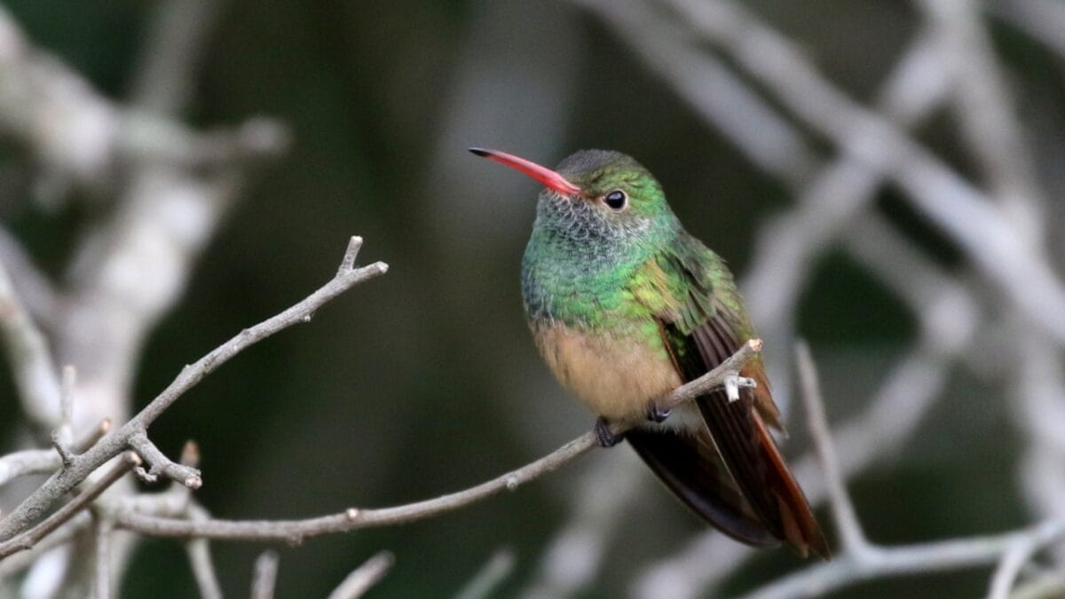 Hummingbirds’ Winter Destinations: What They Do to Escape the Cold - texas buff bellied hummingbird ss1028634766