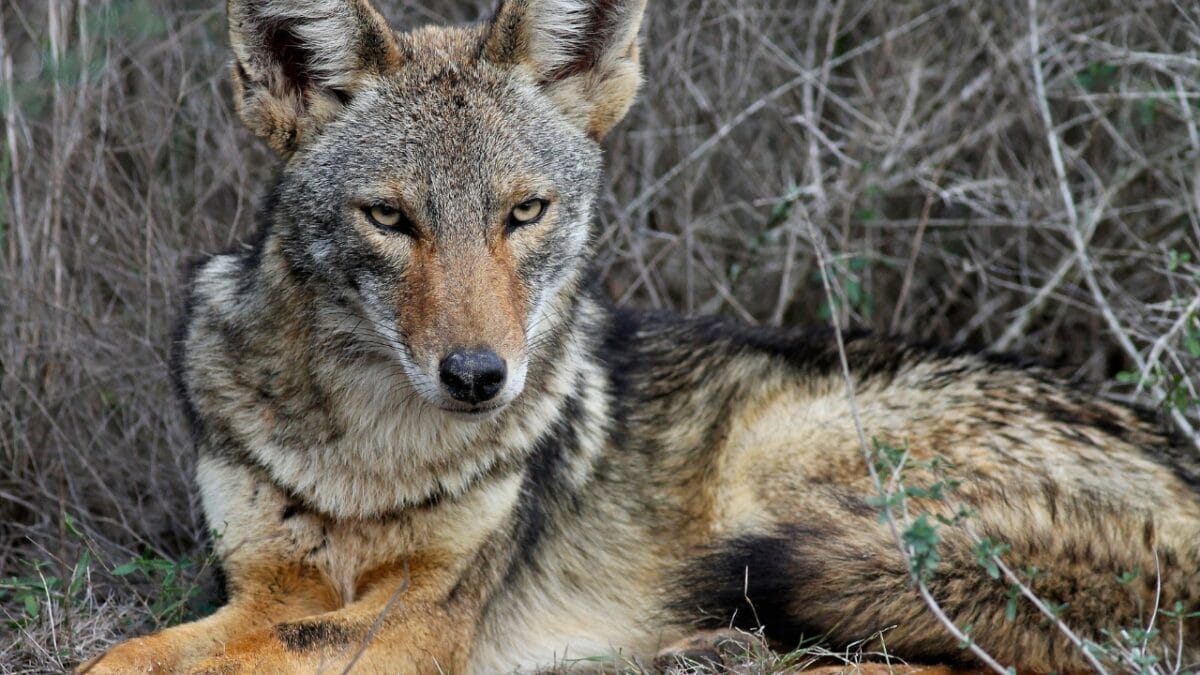 11 Fierce Predators That Raccoons Must Outsmart to Survive 2 11 Fierce Predators That Raccoons Must Outsmart to Survive - texas coyote ss128264537