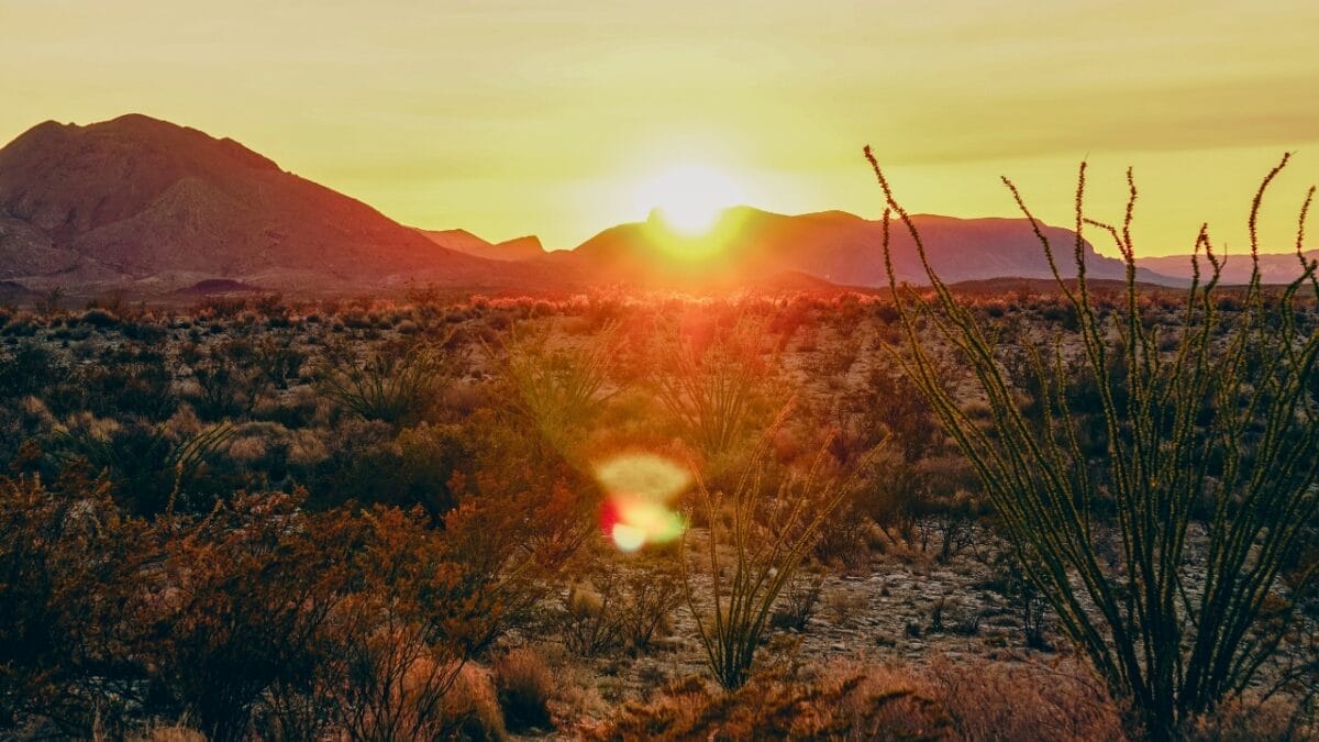 14 States Where Mountain Lions Prowl 14 14 States Where Mountain Lions Prowl - texas ss2381439659