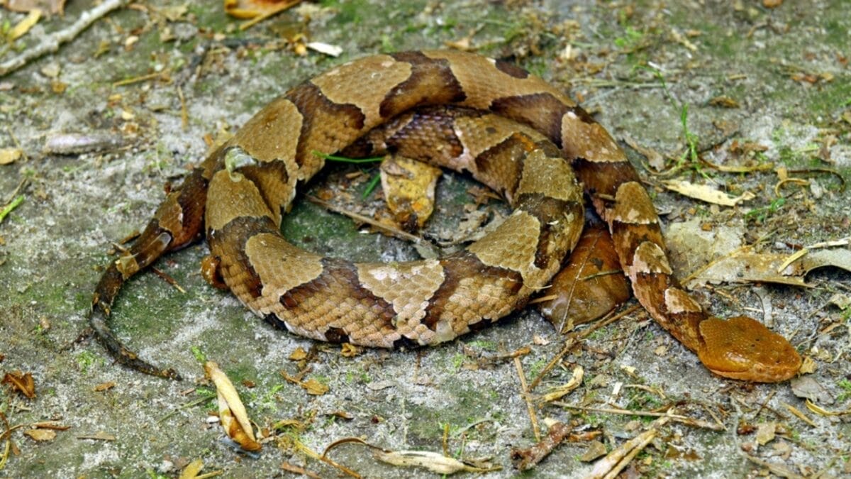 5 States Where Over 7,000 Venomous Snake Bites Happen Every Year 3 5 States Where Over 7,000 Venomous Snake Bites Happen Every Year - texas ss53361850