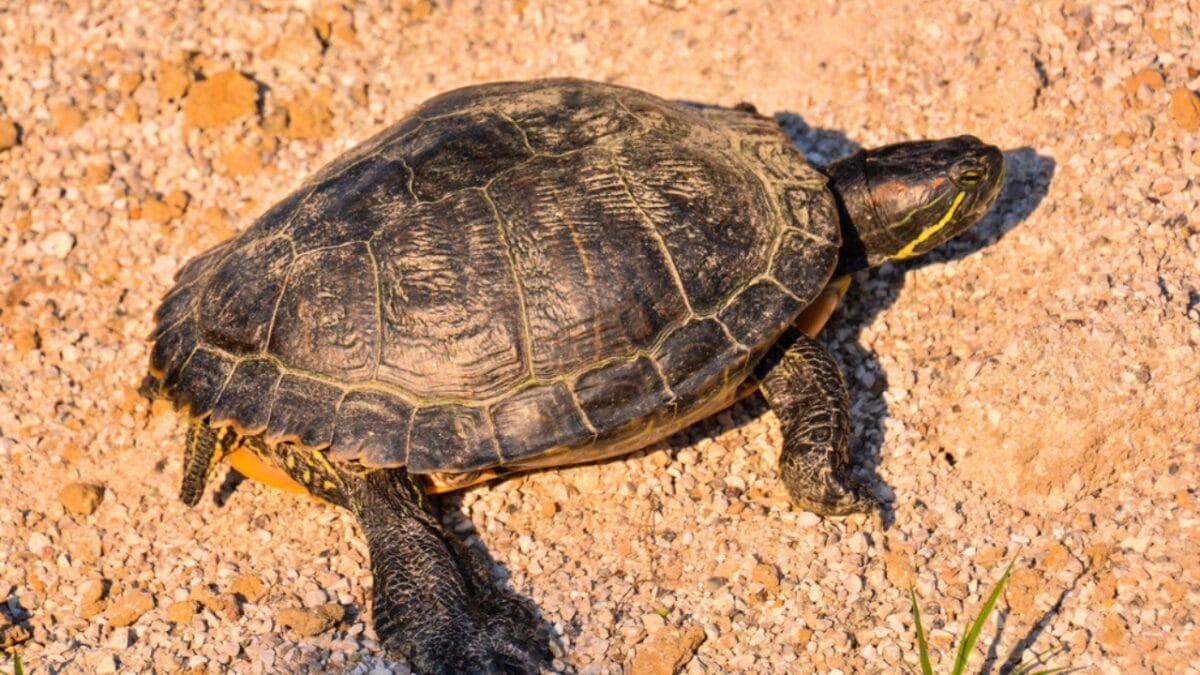 12 U.S. States Where Turtles Make Their Nests 6 12 U.S. States Where Turtles Make Their Nests - texas turtle dp569207234