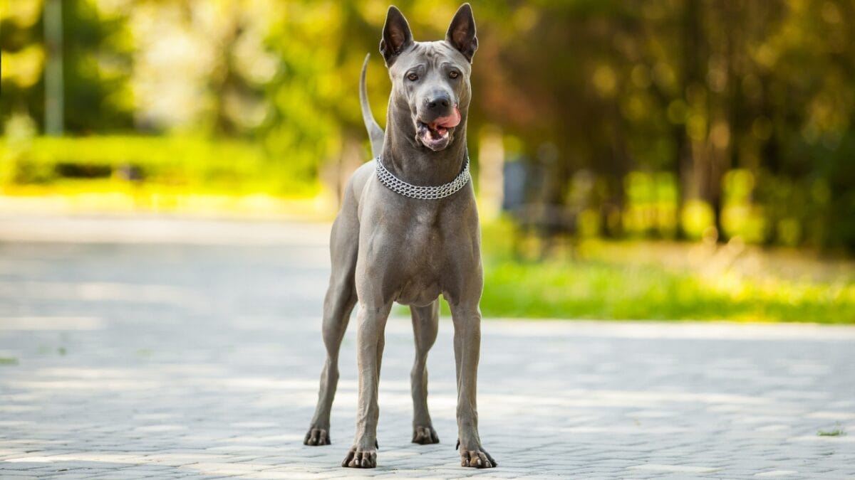 Pride of Thailand: 17 Insights About the Majestic Thai Ridgeback 17 Pride of Thailand: 17 Insights About the Majestic Thai Ridgeback - thai ridgeback breed on rise ss698045260