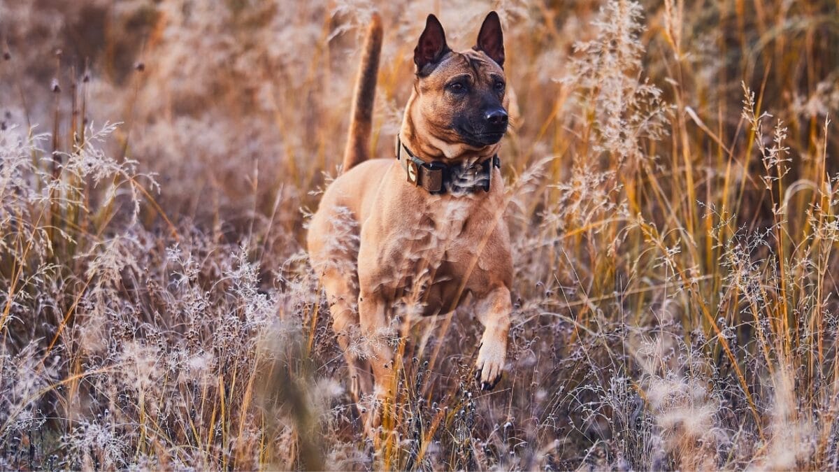 Pride of Thailand: 17 Insights About the Majestic Thai Ridgeback 6 Pride of Thailand: 17 Insights About the Majestic Thai Ridgeback - thai ridgeback breed ss2216718767