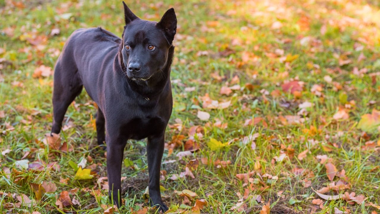 Pride of Thailand: 17 Insights About the Majestic Thai Ridgeback 14 Pride of Thailand: 17 Insights About the Majestic Thai Ridgeback - thai ridgeback coat ss507117442