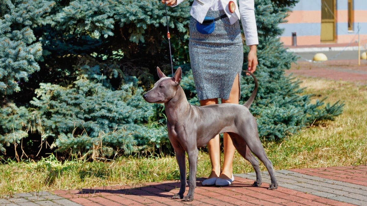 Pride of Thailand: 17 Insights About the Majestic Thai Ridgeback 7 Pride of Thailand: 17 Insights About the Majestic Thai Ridgeback - thai ridgeback companion ss2152969927