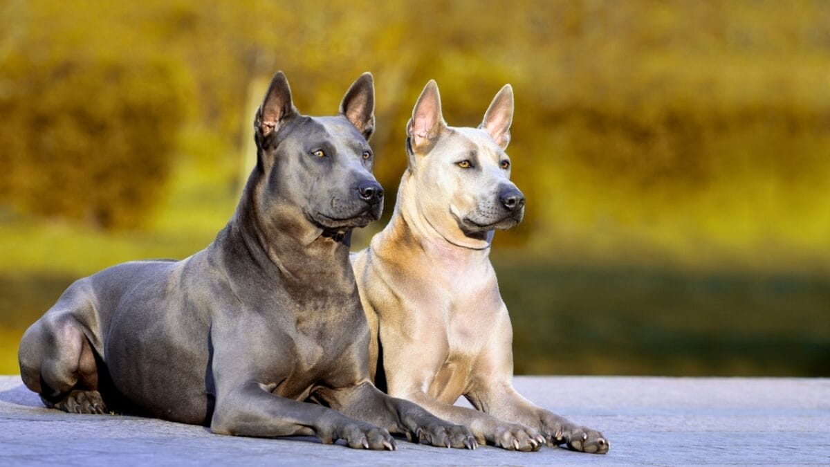 23 Dog Breeds That Could Be Lifesavers in a Zombie Apocalypse - thai ridgeback dogs ss355891256
