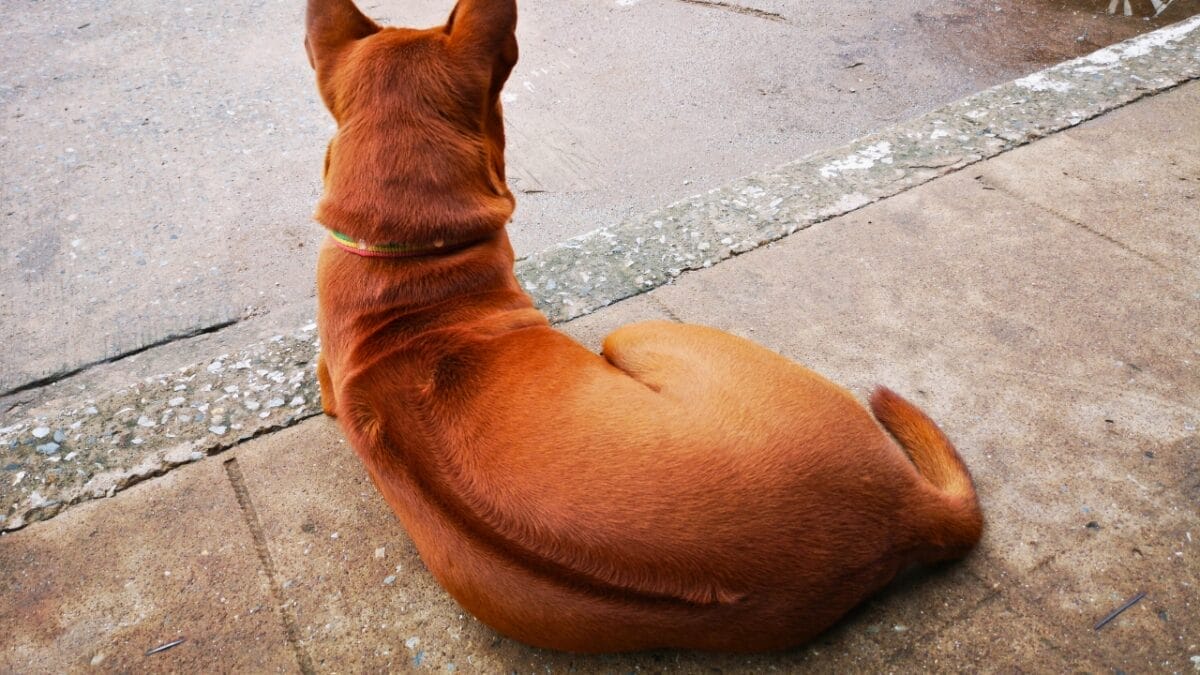 15 Dog Breeds With Coats That Are Living Works of Art 17 15 Dog Breeds With Coats That Are Living Works of Art - thai ridgeback hair ss1417384838